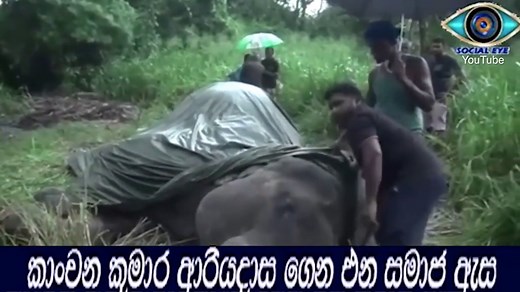 Elephant collapses and dies from exhaustion after carrying tourists