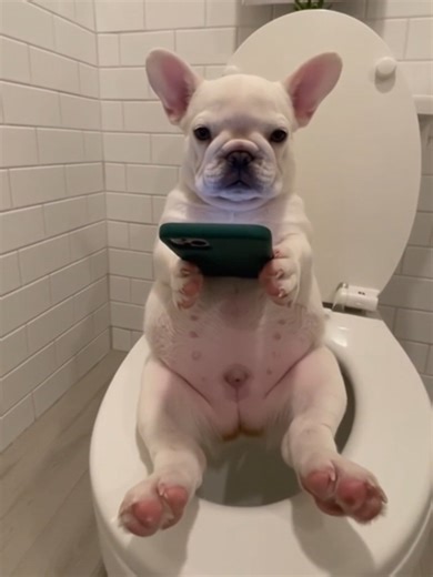 French Bulldog Caught on Camera Being Adorable
