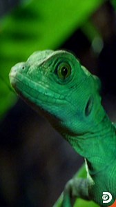 19K views · 103 reactions | The Basilisk lizard, casually defies the...