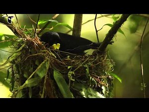 Long-tailed Paradigalla