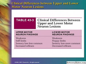 Gornji i donji motorni neuroni - ZNANOST 2026