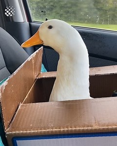 22K views · 828 reactions | Watch this kind woman tell the story of how she finds a playmate and friend for her new rescued pet duck! | Newsflare | Facebook