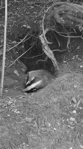 Just sleepy #wildlife