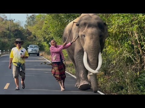 Relocating❗️Elephants😲 in a historic move to their new home❗️A journey of almost 10 kilometers.