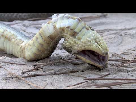 Eastern Hognose Snake Playing Dead