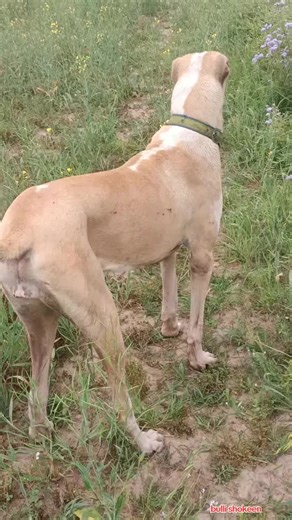Understanding Bullishokeen and Bully Kutta Dogs