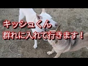キッシュくん群れに入れて行きます！Dog Rescue A&R
