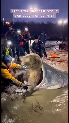 They Found a BEAR Inside a Giant Fish… The Truth Is Terrifying #unbelievable #rescue #shorts
