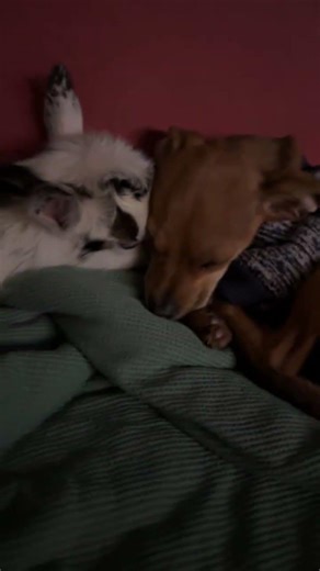 These brothers sleeping together! #goat #love #family
