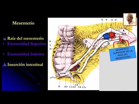 ANATOMIA DEL YEYUNO - ILEON. PROF. DR. MARCELINO BRÍTEZ CABRERA