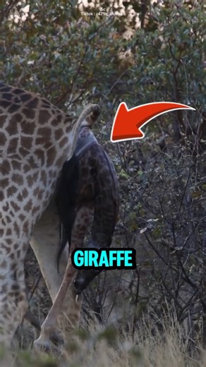 This is how giraffes give birth.