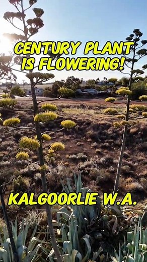 "Century" Plant Flowering! Kalgoorlie