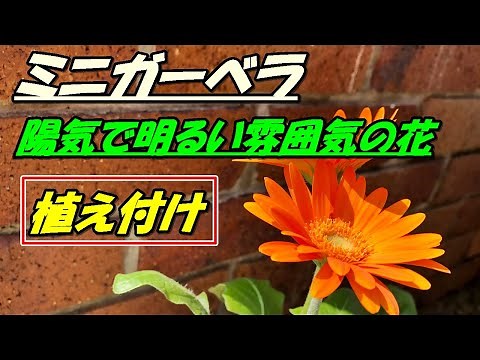 【花】ミニガーベラの育て方・植え付け