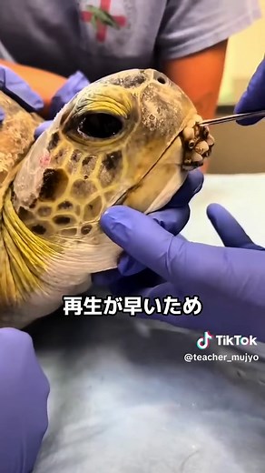 フジツボ掃除の作業と海洋生物への影響