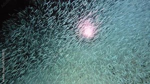 Scuba diver swimming through a giant school of minnows, around a coral reef in Key Largo, Florida