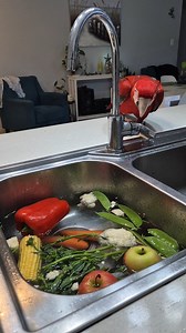 ✨️THE ANSWER TO OUR MOST COMMON QUESTION✨️ There is no better compliment to me than when I'm asked, "How do you keep your parrot's looking so healthy and happy?" Good feather quality in parrots is a strong indicator of overall health and well-being. Shiny, vibrant, and well-maintained feathers suggest a healthy diet and proper environmental conditions. To maintain this standard, I focus on a balanced diet, regular bathing, sunlight exposure, and stress reduction. A diet rich in protein, vitamins