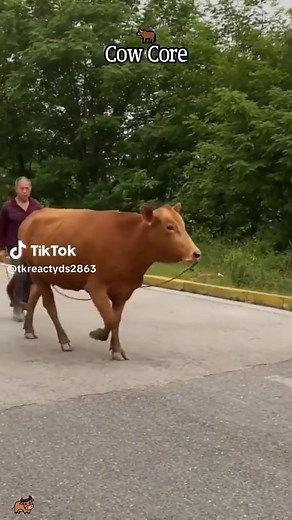 Cow Core: Embrace Peace with Funny Farm Moments