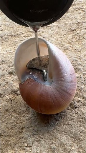 Recycled Aluminum Snail Shell - The Pour #shorts #casting #satisfying