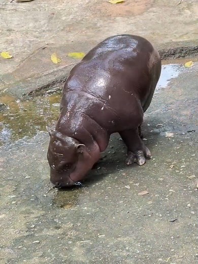 Moo Deng - Pygmy Hippo Update at 10 Weeks Old