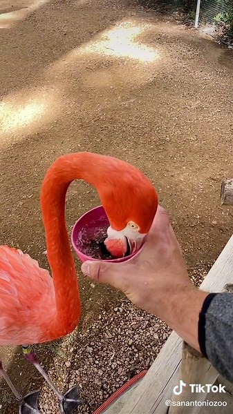 Flamingo Snack Time! Cute Birds Feeding Video for Kids