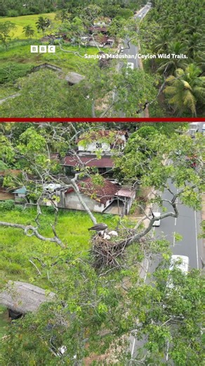 Two white-bellied sea eagle chicks have hatched in a nest perched just above one of Sri Lanka’s busiest highways. The nest sits high in a tree overlooking the Colombo–Trincomalee main road, which runs across the island. Drone footage captured the entire journey - from the eagles finding the nesting site, to laying their eggs, and finally, to the chicks hatching in one of the most unlikely nurseries in the natural world.🐣🐣🐣 | BBC World Service