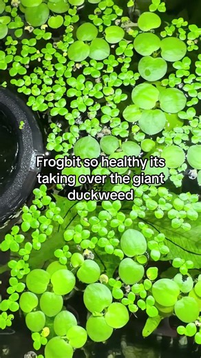 Frogbit and Duckweed Combo for Planted Aquariums