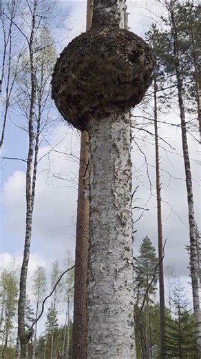 Aika iso koivu pahka 🌳 Koivun pahka