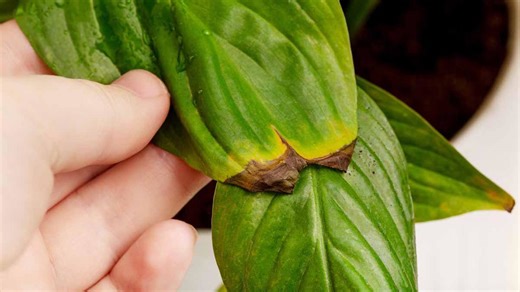 9 Reasons Why Your Plants' Leaves Are Turning Brown