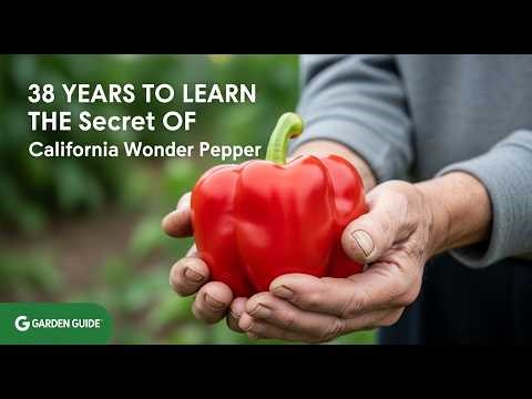 SECRET TO GROWING California Wonder Bell Pepper