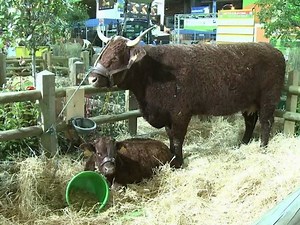 Préparatifs du Salon de l'Agriculture avant l'ouverture