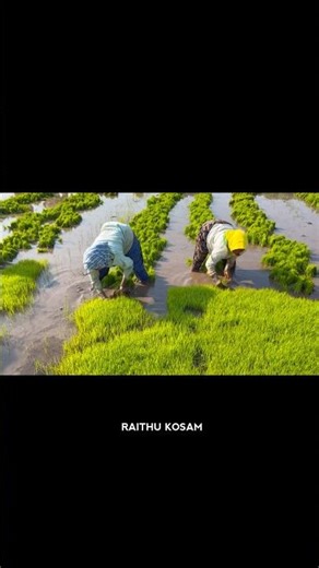 ఆడ మగ వరి నాటు ఎంత మంది వేస్తారో తెలుసా?🌾 #farming#agriculture#farmers#farmerslife#raithukosam