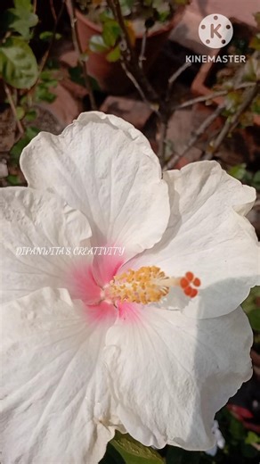 Hibiscus (3 types) 🌺🌸😍 #viralvideo #trending #flowers #garden #gardening #hibiscus #music #shorts
