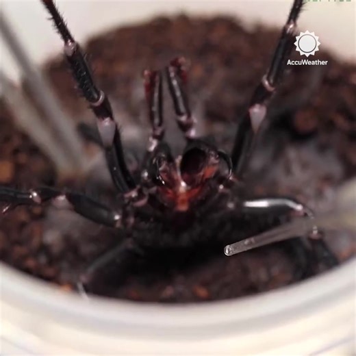 4.7K views · 87 reactions | Meet Hercules, the largest EVER male funnel-web spider.️ Funnel-web spiders are the world's most poisonous arachnid, with fangs that can pierce through fingernails. Hercules was donated to a program where his venom will be used to create life-saving antivenom. | AccuWeather | Facebook