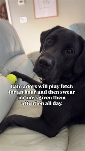 Funny Black Lab Moments That Will Make You Smile