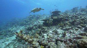 9.9K views · 327 reactions | It’s turtle trivia time!  For World Sea Turtle Day, we’re sharing some facts about our favorite reptiles. Learn about what they eat, where they live, how they reproduce—and what threats they face. https://www.fisheries.noaa.gov/feature-story/7-sea-turtle-facts-ocean-lover | NOAA Fisheries Service | Facebook