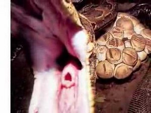 AFRICAN SNAKE HUNTERS