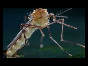 фильм Микрокосмос (Microcosmos 1996) конечный эпизод