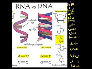 RNA VS DNA
