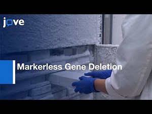 Markerless Gene Deletion by Allelic Exchange Mutagenesis | Protocol Preview