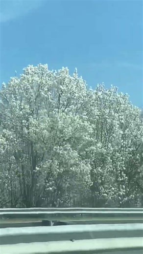 I enjoy spring so beautiful