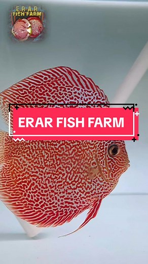 ERAR FISH FARM - Ikan Discus Breeding & Sales in Indonesia