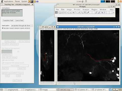 Simple Neurite Tracer - basic tracing