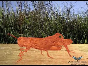 02 Aplicación de insecticidas