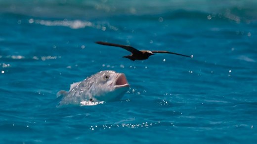 Bird-eating fish takes to the air