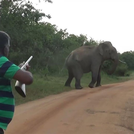 Injured One Tusk Elephant Receives Life Saving Treatment #elephant