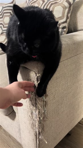 Exploring the Charm of Black Cats and Kittens