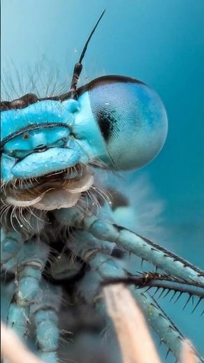 The Amazing Life of the Dragonfly