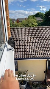 1.2M views · 10K reactions | The way this bird just instantly trusted him! 礪 | Try Not to Laugh | Facebook