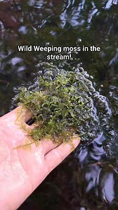 Aquatic plant called Weeping moss in natural habitat. #aquascapingnegros | Aquascaping Negros