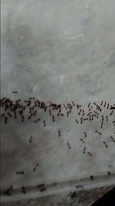 November 25, 2025 Army of Ants on the Hunt 🐜🔥 | Incredible Macro Nature Moment"